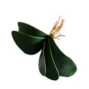 Folha de Orquídea Artificial 282 [Flores]  Casa Farfelle
