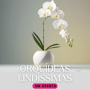Orquídea Borboleta Artificial para Decoração Casa Farfelle  289 [Flores]  Casa Farfelle