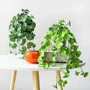 Plantas Verdes Artificiais para Decoração Hydrocotyle vulgaris Casa Farfelle  288 [Flores]  Casa Farfelle