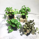 Plantas Verdes Artificiais para Decoração Hydrocotyle vulgaris Casa Farfelle  288 [Flores]  Casa Farfelle