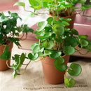 Plantas Verdes Artificiais para Decoração Hydrocotyle vulgaris  Flores Artificiais  Casa Farfelle