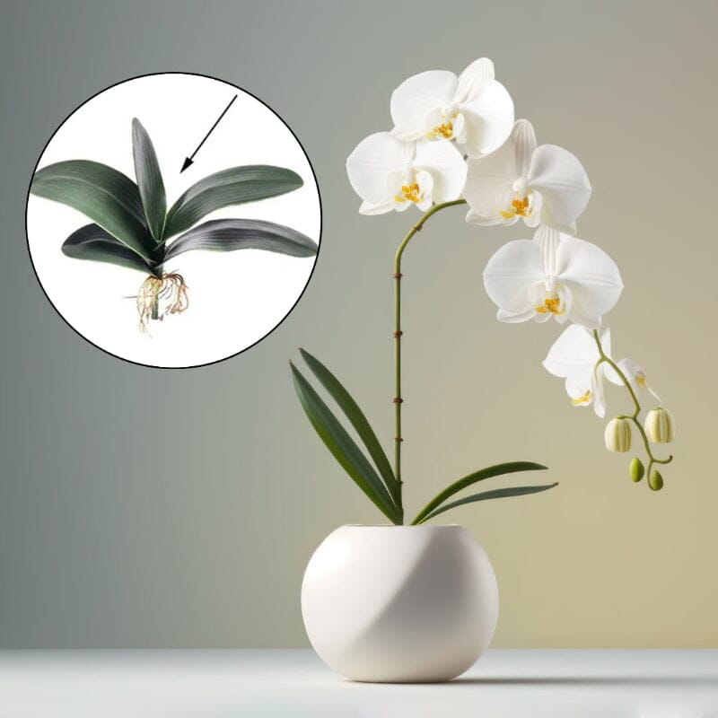 Folha de Orquídea Artificial - Casa Farfelle