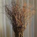 Galhos Secos para Arranjos de Flores - Casa Farfelle